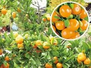 ���羮�ߤ���1�ݥå�