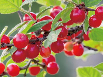 �椹�餦�ᡡ1�ݥå�