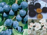 �����꡼�ץ�ࡡ1�ݥå�