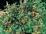 ��ʤ����󤫤�פ��ޤ롡1�ݥå�