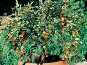 ��ʤ����󤫤�פ��ޤ롡1�ݥå�