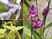 �����ʻ����˥Х饨�ƥ�����3��3��