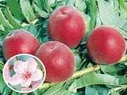 �ͥ������1�ݥå�