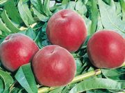 �ͥ������1�ݥå�