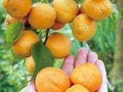 ���󤺥˥��˥��åȡ�1�ݥå�