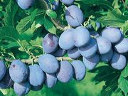 �ץ롼��1�ݥå�