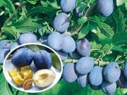 �ץ롼��1�ݥå�