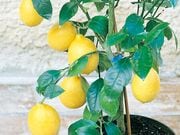 �͵��������1�ݥå�