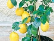 �͵��������1�ݥå�