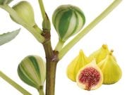 ���ܤ����������֥饹�����ȡ�1�ݥå�