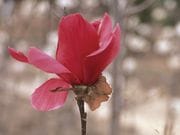 �ֲ֥⥯��� �Х륫��1�ݥå�