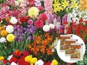 �դε庬 ʡ�ޥѥå��������դ���100��