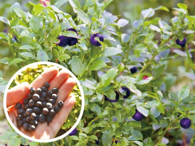 �ӥ�٥꡼��1�ݥå�