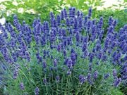 �̳�ƻ�Υ�٥���� ����ģ��ݥå�