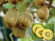 �������¤Υ������ե롼�ĥ��åȡ�2��2��