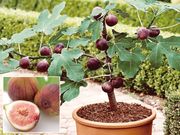 ���������ɡ��ե���1�ݥå�