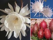 �¤򿩤٤������͡������