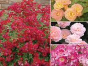 �ɥ�եȥ��������ޤ�����3��3��