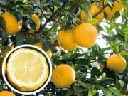 ��ʤ��楺��1�ݥå�