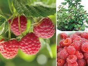 �饺�٥꡼ ��åɥɥ꡼�ࡡ1�ݥå�