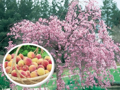 �� ��̩�ʤ����ߤġˡ�1�ݥå�