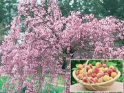 �� ��̩�ʤ����ߤġˡ�1�ݥå�