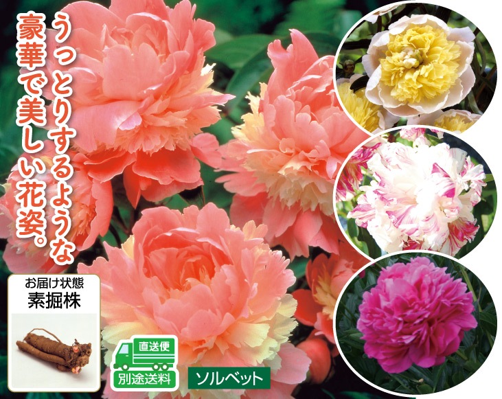 豪華な芍薬おまかせ3種3株 園芸用品 優生活 豪華な芍薬おまかせ3種3株 園芸用品 優生活