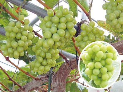 �֤ɤ� ���㥤��ޥ����åȡ�1�ݥå�