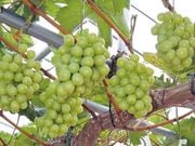 �֤ɤ� ���㥤��ޥ����åȡ�1�ݥå�