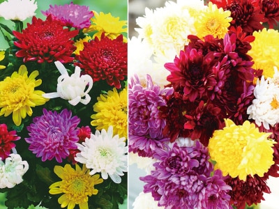 1*o様 菊水 大型タイプ国内実生 鉢植え メルカリ便送料込み 二度咲き大輪菊 混合4株 | 園芸用品 | 優生活