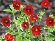 �ݥƥ�ƥ��� ��������åȥ�������åȡ�4��