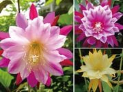 �������ܥƥ� �������쥯�����3��3��