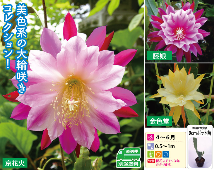 孔雀サボテン港まつり蕾付き 孔雀サボテン 美色コレクション 3種3株 | 園芸用品 | 優生活