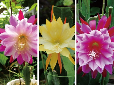 多肉植物 変異大輪クジャクサボテン スイートハートクイーン (抜き苗)