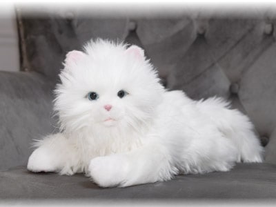 しっぽふりふりあまえんぼう子ねこちゃん | スポーツ・レジャー