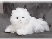 ���äݤդ�դꤢ�ޤ���ܤ��Ҥͤ������