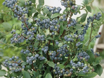 �֥롼�٥꡼���󥷥㥤��֥롼��1�ݥå�