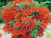 �͵��餭 ����⥦�ĥĥ���1�ݥå�