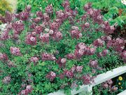 �͵��餭�饤��å� ���祷����1�ݥå�