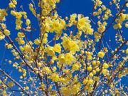 ��������Ф���1�ݥå�