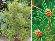 �����ꡡ1�ݥå�