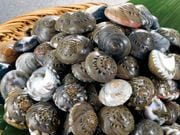 �ʤ���߳��ܥ��� 1kg