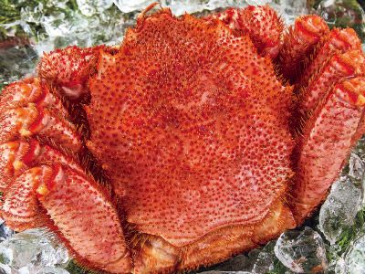 �̳�ƻ���ܥ����Ӥ��˻�800g���̾�2��