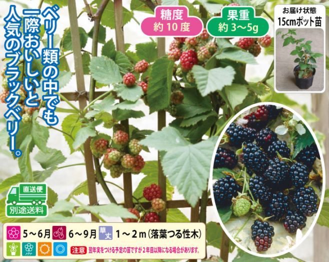 ブラックベリー（トゲなし） 1ポット | 園芸用品 | 優生活