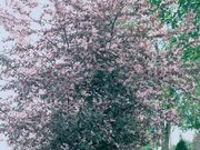 �����Υ���ߥ������� �����顼����1�ݥå�