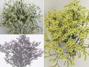 �ɺ����������� ��ϥ��꡼����3��3��