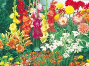 �ơ����餭�庬���ڤ��ߥѥå���100��