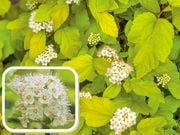 ���ܤ���Ĥ� �����ĥ�����ɡ����ݥå�