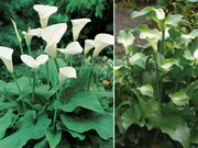 �ɺ����顼�������