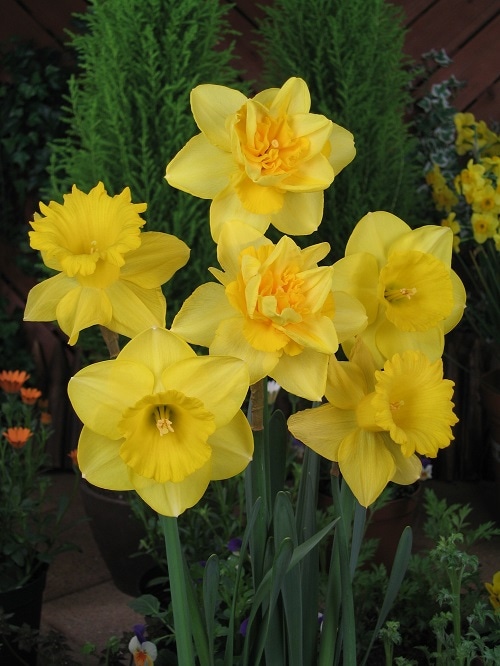 水仙球根 イエローコンビネーション （6球入り） | 各種水仙球根